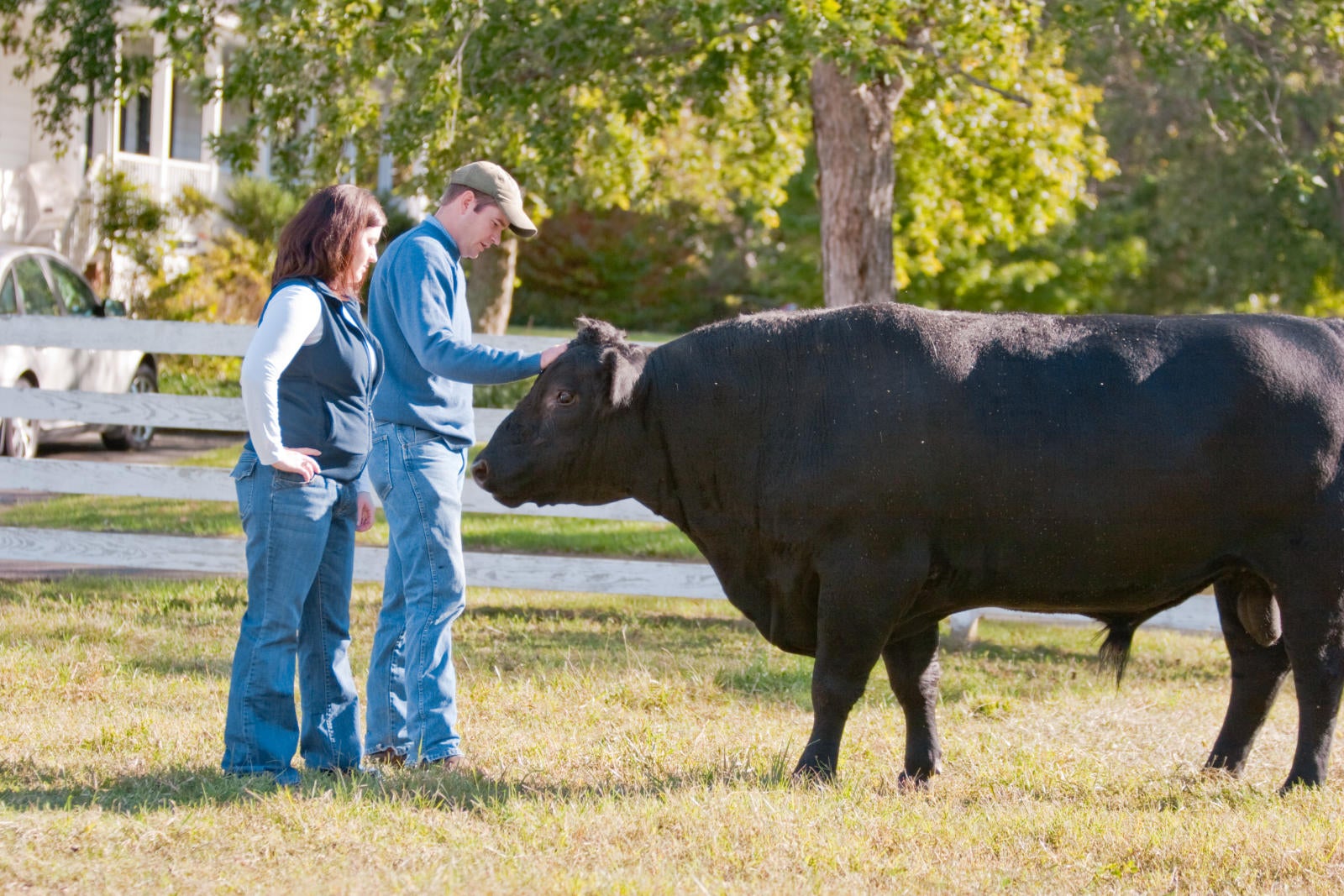 Beef Cattle Production System And The Beef Cattle Lifecycle | Farm ...